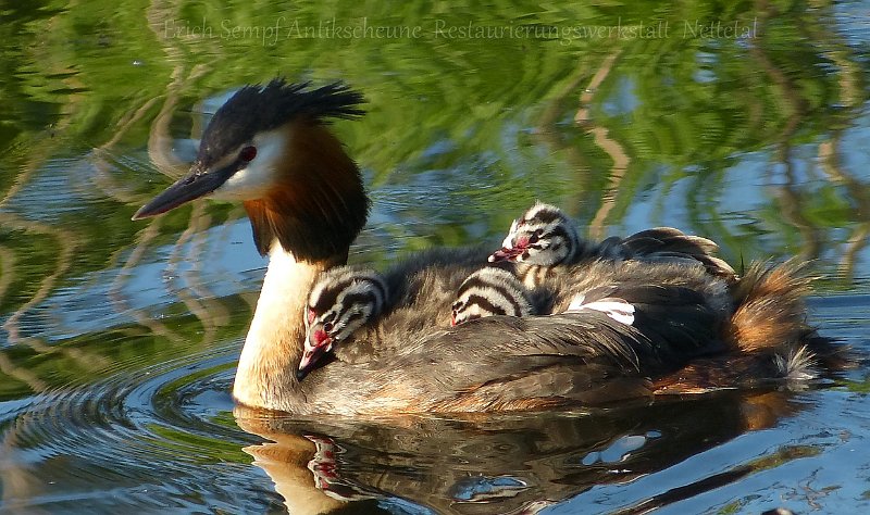 Haubentaucher mit Küken am De Wittsee